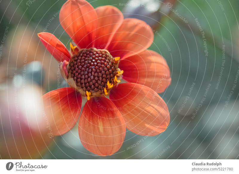 Nahaufnahme einer zarten Dahlienblüte in Pastelltönen blühende Dahlie Blüte Blütezeit blühende Blume Gartenblume Blütenblätter Natur Zierblume natürlich