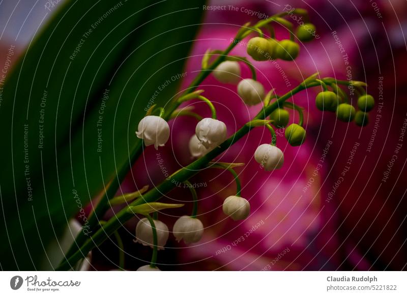 Strauß Maiglöckchen vor fuchsiafarbenem Hintergrund Maiglöckchenstrauß Blumen blühende Frühlingsblumen Frühlingsgefühle romantisch Blumenliebe Frühjahrssaison