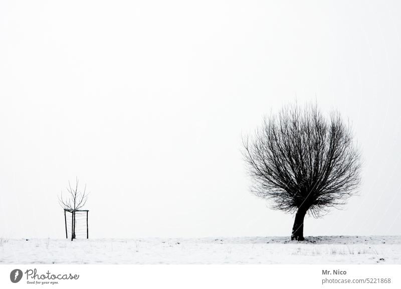 "Irgendwann bin ich auch mal groß " frostig schneebedeckt winterlich alleinstehend verschneit kalt Kälte idyllisch Winterspaziergang Wintertag Winterstimmung