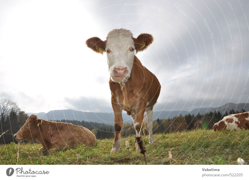 Kuh Landwirtschaft Forstwirtschaft Wolken Tier Nutztier 3 Neugier Farbfoto Außenaufnahme Menschenleer Textfreiraum links Textfreiraum rechts Textfreiraum oben