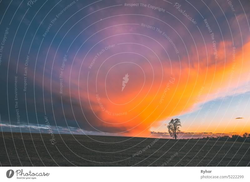 Zeitraffer Zeitraffer Timelapse Of Lonely Tree Growing In Spring Field At Sunset Sunrise. Morning Sunrise Evening Sunset Sky Above Dark Countryside Meadow Landscape. Frühling Natur