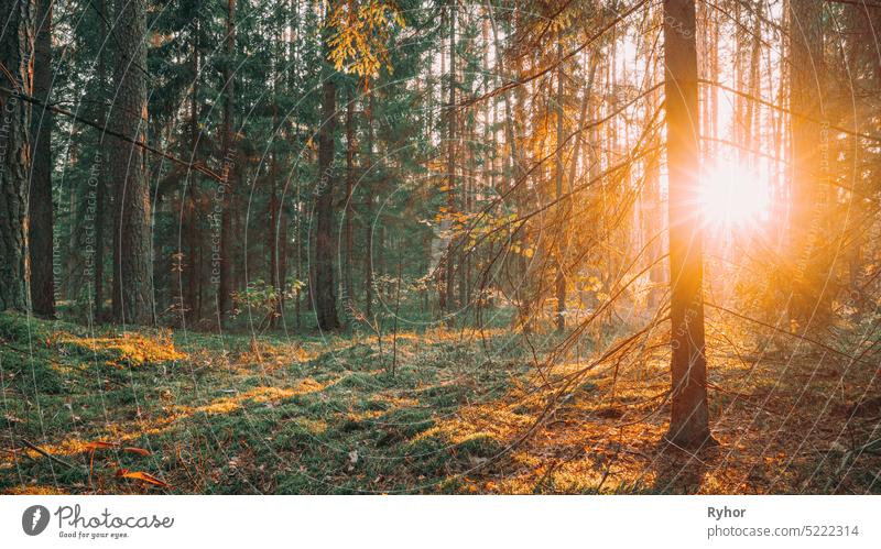 Beautiful Sunset Sunrise Sunshine In Sunny Summer Coniferous Forest. Sonnenlicht Sonnenstrahlen durch Wälder in Waldlandschaft Kofferraum Kiefer Sommer