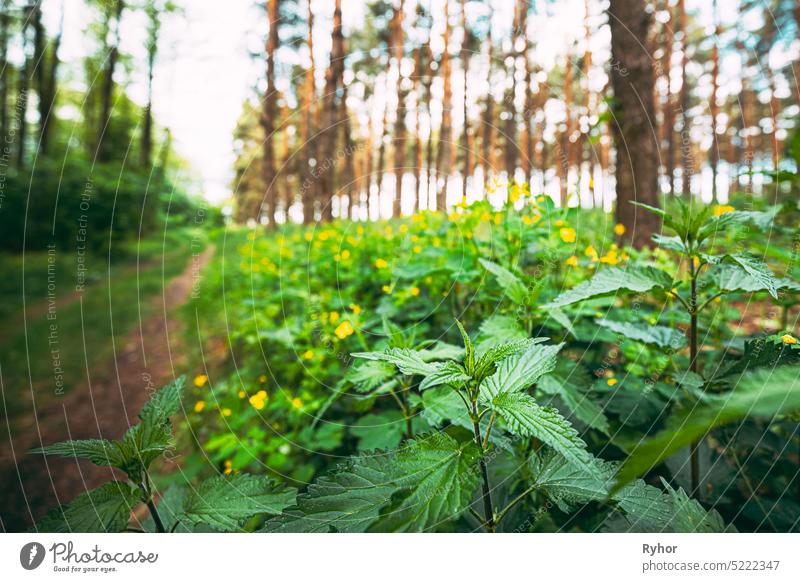 Zweige der Wildpflanze Brennnessel - Urtica Dioica - im Sommer Frühling Wiese. Nahaufnahme agrariyan schön Textfreiraum Öko ökologisch Ökologie Umwelt Feld