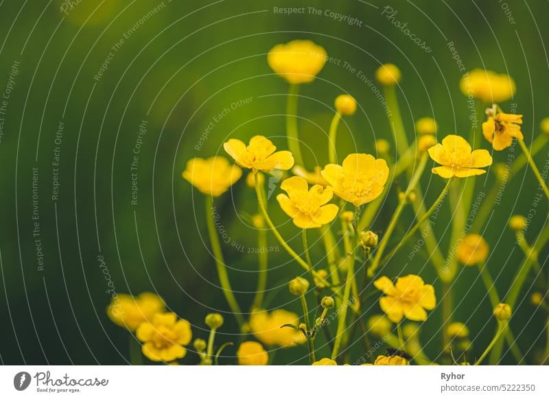 Grüner Frühlingswald. Pflanze Ranunculus Acris mit gelben Blumen auf Hintergrund hohe Bäume Ranunculaceae Hahnenfuß Acris schön weißrussland Ranunkel