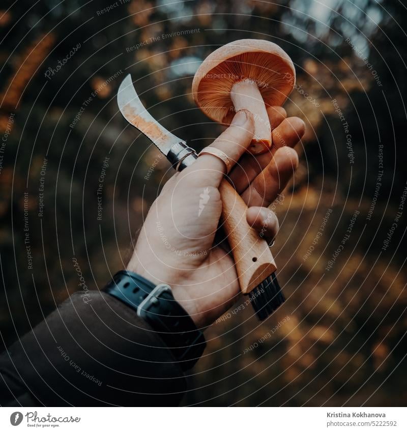 Junger Safranmilchhut - Lactarius deliciosus in Pilzsammlerhänden im Wald essbar Verschlussdeckel Lebensmittel Feinschmecker Natur orange Herbst Mahlzeit melken