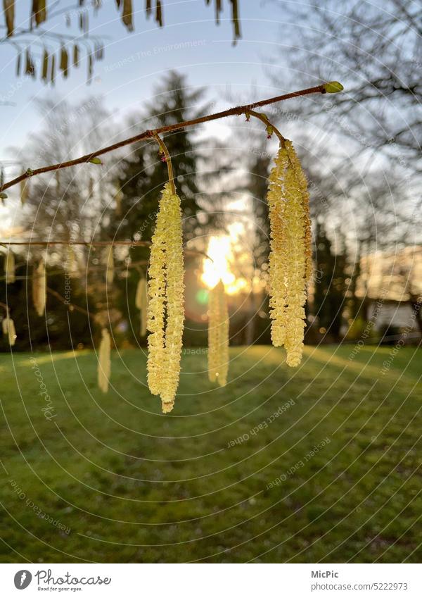 Gemeiner Hasel Corylus Frühlingsboten bei Sonnenschein Gelb Sonnenlicht Pollen Pollenflug Allergie Natur Pflanze Außenaufnahme natürlich Detailaufnahme Farbfoto