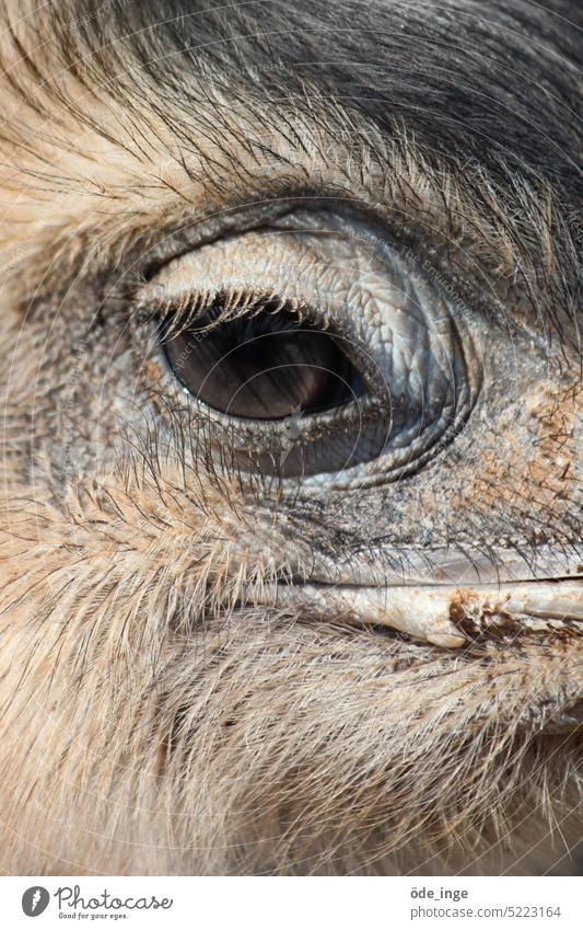 Nandu Vogel Vögel Tier Natur Laufvogel Tierporträt Auge Tiergesicht Schnabel Blick Nahaufnahme Kopf Strauß Vogelstrauß Augenlid