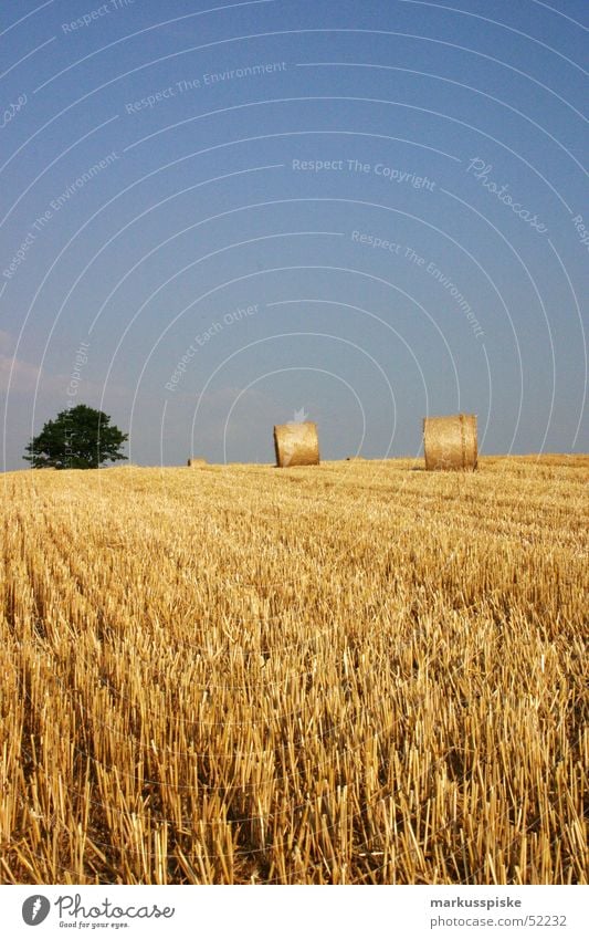 ernte Feld Landwirtschaft Stroh Strohballen Baum einbringen Weizen Ernte Sonne Himmel Korn