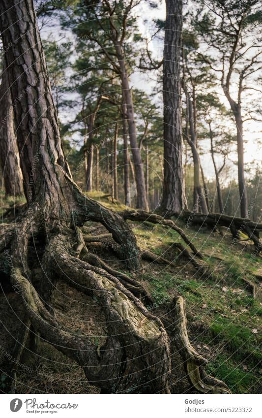 Wurzelwerk eines Baumes in einem Nadelwald baumwurzeln Moos Gras Wald Außenaufnahme Natur Farbfoto Menschenleer Landschaft Umwelt Tag Pflanze grün Baumstamm