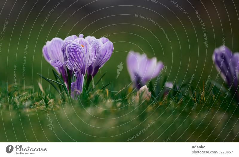 Blühende lila Krokusse mit grünen Blättern im Garten, Frühlingsblumen purpur geblümt Pflanze Natur Blume Blütezeit Überstrahlung Flora Saison im Freien