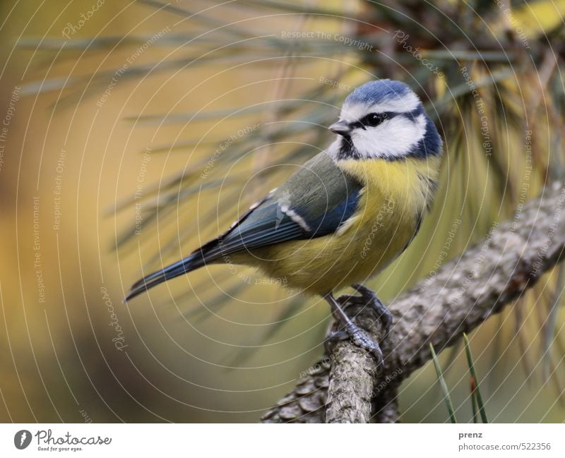 Rückblick Umwelt Natur Tier Wildtier Vogel 1 blau gelb Blaumeise sitzen Kiefer Zweige u. Äste Blick niedlich Farbfoto Außenaufnahme Menschenleer