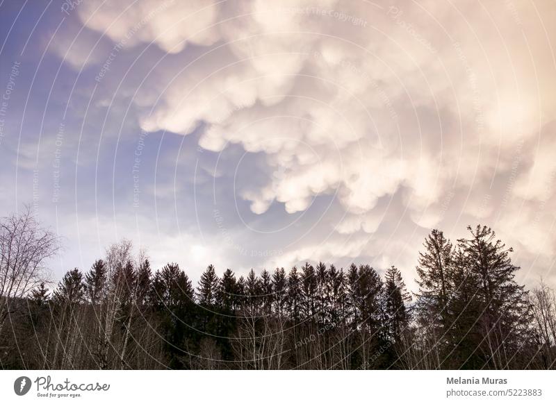 Düstere Wolkenlandschaft über ländlichem Gebiet, grauer Himmel mit Wolkenformation und dunklen Baumsilhouetten. Vorfrühlingswetter mit majestätischen Wolken.