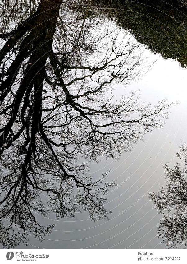 Traurig, trist und kahl spiegelt sich der Baum blattlos in der Pfütze. Passt heute gut zu meiner Stimmung, also raus damit. traurig Traurigkeit Äste Zweige