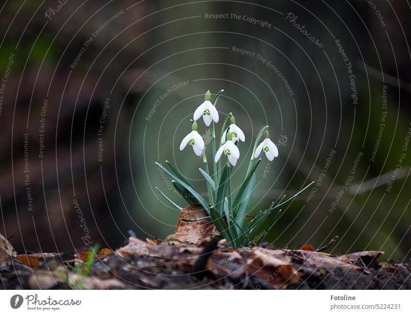 Elegant erheben sich die wunderschönen Schneeglöckchen über den von alten Herbstblättern bedeckten Waldboden und strahlen mich in blütenreinem Weiß an. Frühling