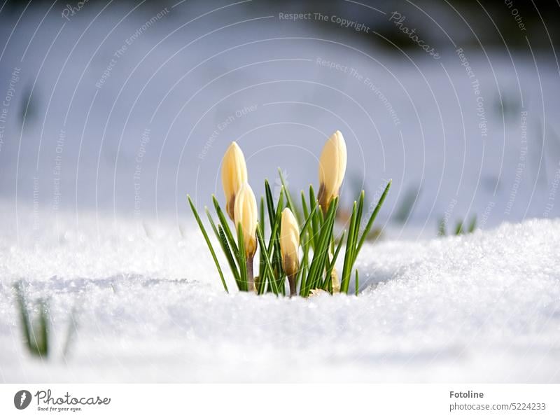 Der Frühling kämpft tapfer gegen Schnee und Winter an. Er Schickt kleine gelbe Krokusse voran, die liebevoll von der Sonne geküsst werden und den Schnee verdrängen.