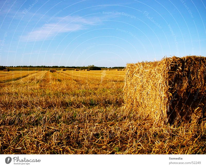 Feld in Dänemark Heuballen Stroh gelb Abenddämmerung Getreide Ernte gold Blauer Himmel