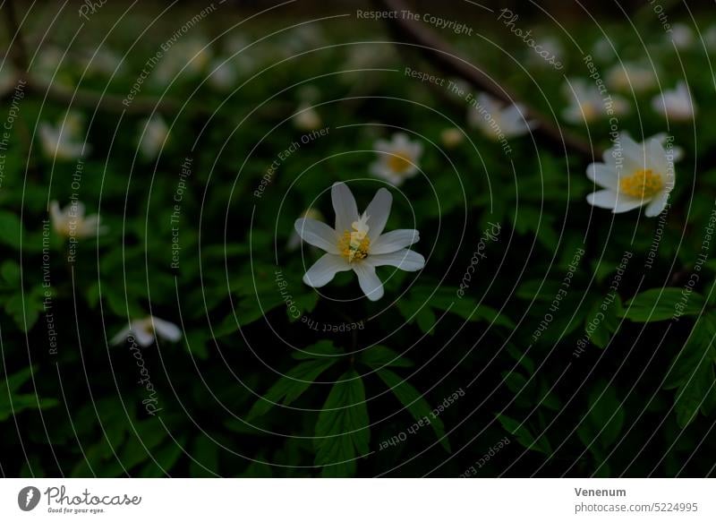 Blühende Buschwindröschen im Wald im Frühling, geringe Tiefenschärfe, unscharfer Hintergrund grün Blüte blüht weiß gelb Pflanze Pflanzen Wildpflanzen Fingerhut