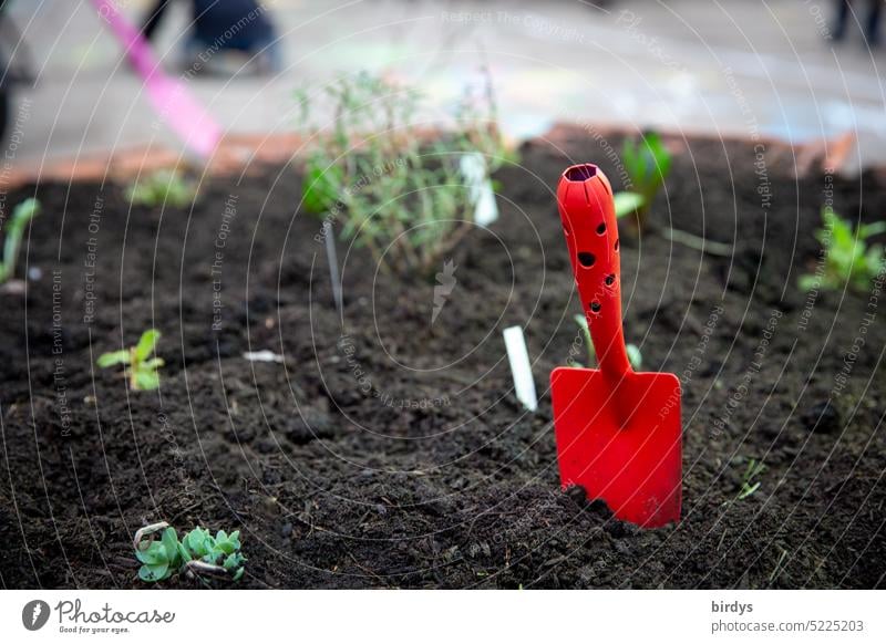 Pflanzzeit, rote Schaufel neben frisch gepflanzten Kräutern in einem Hochbeet Kräuterbeet frische Kräutergarten rote Pflanzschaufel Erde Pflanzen gärtnern