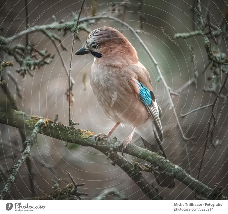 Eichelhäher im Baum Garrulus glandarius Tiergesicht Kopf Schnabel Auge Flügel Feder Beine Krallen Gefieder gefiedert Vogel Zweige u. Äste Blick Wildtier Natur