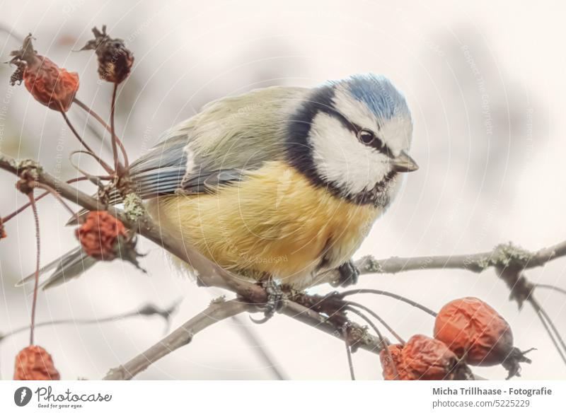 Blaumeise im Beerenstrauch Cyanistes caeruleus Meisen Kopf Tiergesicht Schnabel Auge Feder gefiedert Flügel Vogel Krallen Wildtier Zweige u. Äste Baum