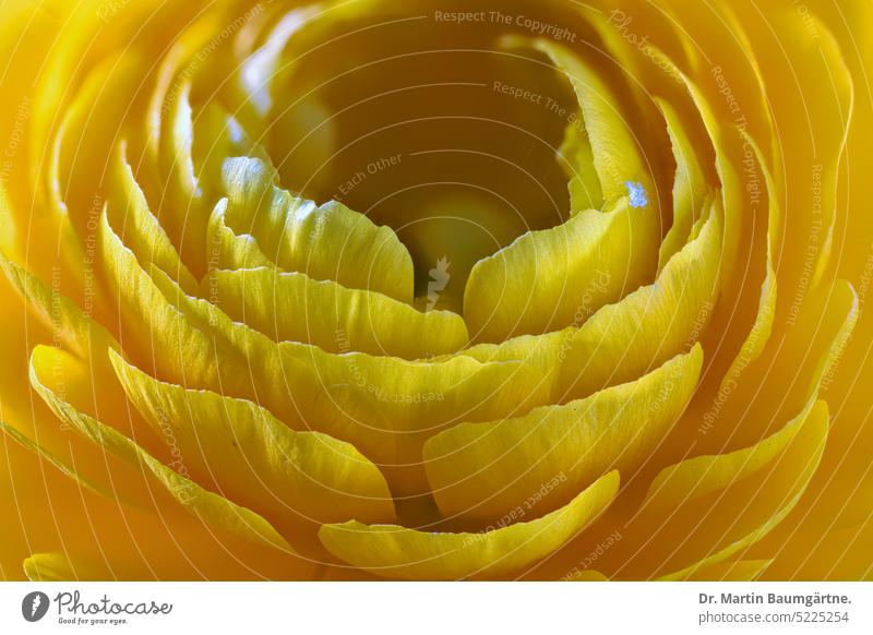 Floristenranunkel, Asiatischer Hahnenfuß (Ranunculus asiaticus), Gartenform Sorte Blüte gefüllt blühen Staude ausdauernd Nahaufnahme geringe Tiefenschärfe