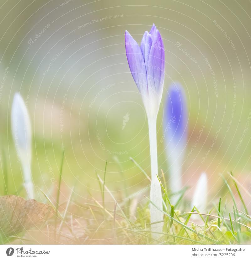 Aufblühende Krokusse auf der Wiese Blume Blüte Stengel Gras Blatt Blütenblatt Blühend Frühling Frühlingsboten Frühlingsblume Frühblüher Frühlingstag Sonne