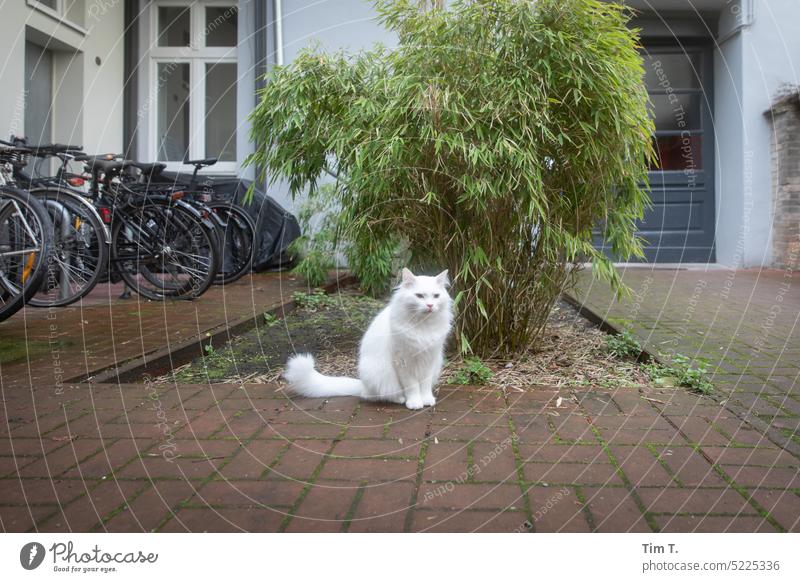 Weißer Kater im Hinterhof weiß Innenhof Angorakatze Stadt Haus Fassade Fenster Menschenleer Katze Stadtzentrum Hof Berlin Altbau Tag Hauptstadt Altstadt Gebäude