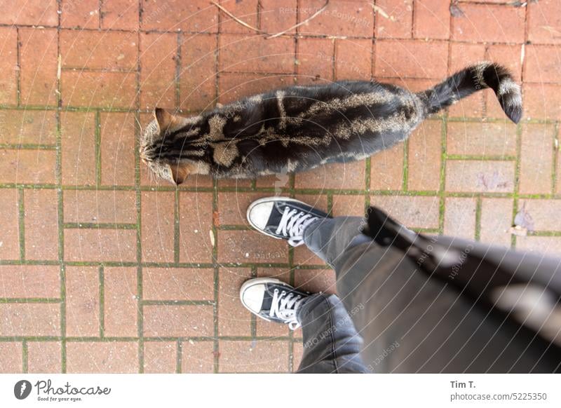 Ausgang mit Kater Prenzlauer Berg Katze Farbfoto Hof Frühling Tag Stadt Hinterhof Stadtzentrum Hauptstadt Berlin Altstadt Außenaufnahme Chucks Cat