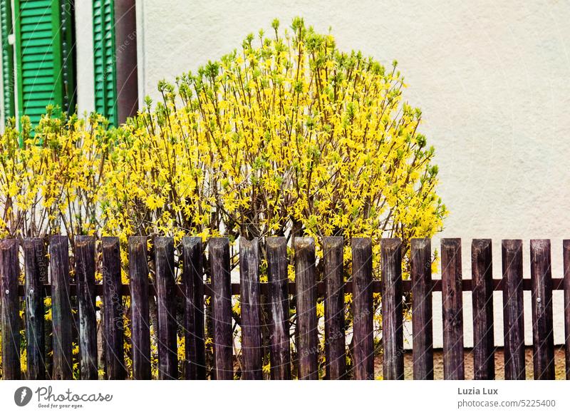 Forsythien im Vorgarten, grüne Fensterläden und ein brauner Lattenzaun Forsythienblüte Forsythia Goldglöckchen gelb Zaun Staketenzaun Garten Fensterladen