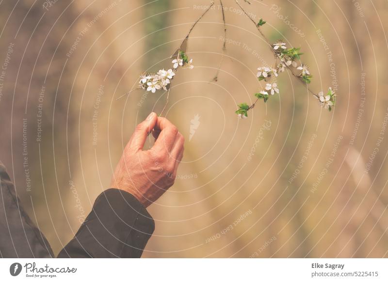 Prüfende Männerhand an Kirschpflaumenblüte kirschbaumblüte Finger Mann Farbfoto Außenaufnahme Nahaufnahme Erwachsene Detailaufnahme berühren maskulin