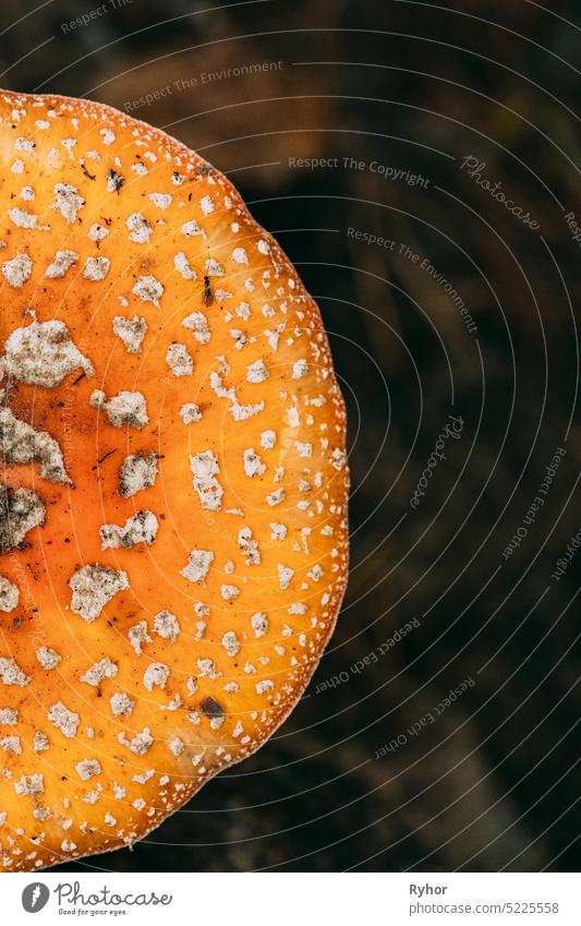 Close Up von Amanita muscaria, allgemein bekannt als die Fliege Agaric oder Fliege amanita im Herbst Wald in Belarus Natur weißrussland Pilz Amanita Muscaria