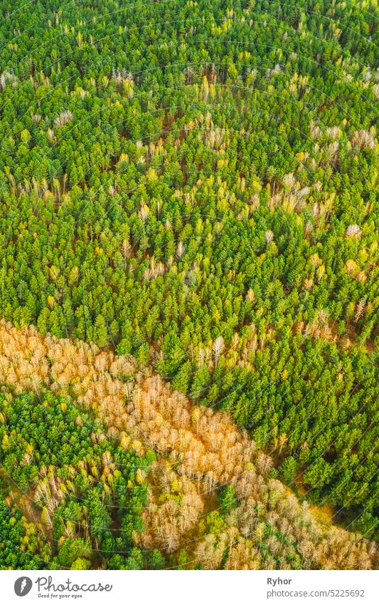 Frühling Saison. Luftaufnahme von Laubbäumen ohne Laub Blätter und grüne Kiefer Wald in der Landschaft im Frühjahr. Top View From Attitude. Europäische Wälder im Frühling. Natürliche Grenze