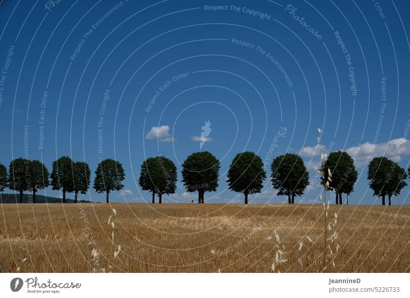 italienische Landschaft mit Bäume am Horizont Italien Landwirtschaft anbauen agrar ländlich Feld Natur Ackerbau Italienische Küche Umwelt Hügel malerisch