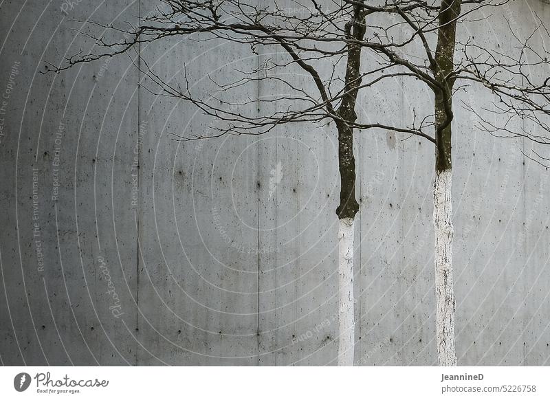 zwei kahle Bäume vor einer Betonwand Ton-in-Ton weiß Kahle Äste traurig Zweige u. Äste Äste und Zweige urban Winter Wand grauer hintergrund verlassen