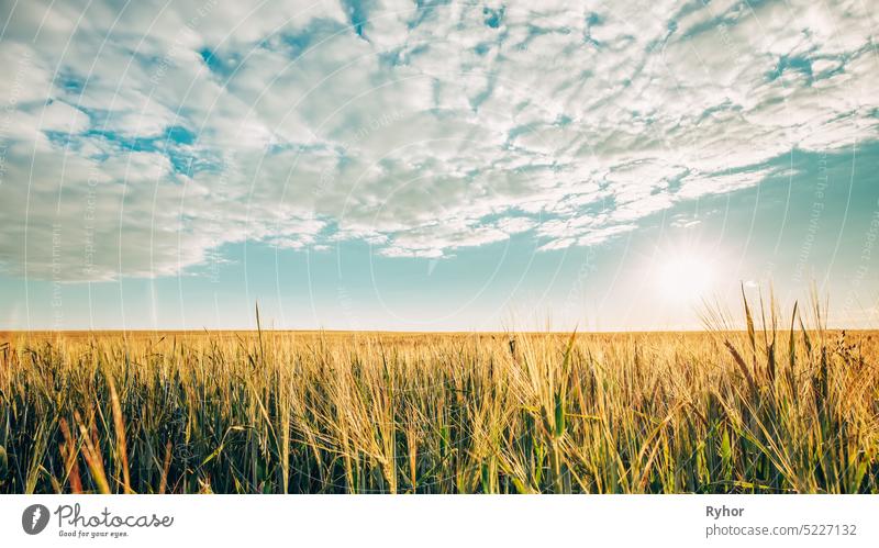 Summer Sun Shining Above Agricultural Landscape Of Young Green Wheat Field blau wachsen Natur Sommer Ohr grün Schonung ländlich niemand Bauernhof Landschaft