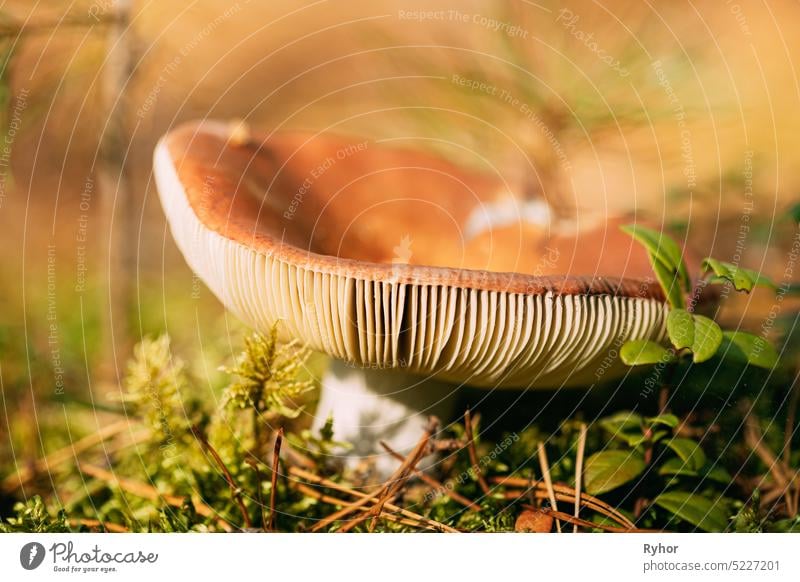 Pilz Russula emetica - Brechertäubling, Brechertäubling oder Erbrechertäubling. Herbstwald. Bedingt essbarer Pilz. Weißrussland, Europa Basidiomycetenpilz schön