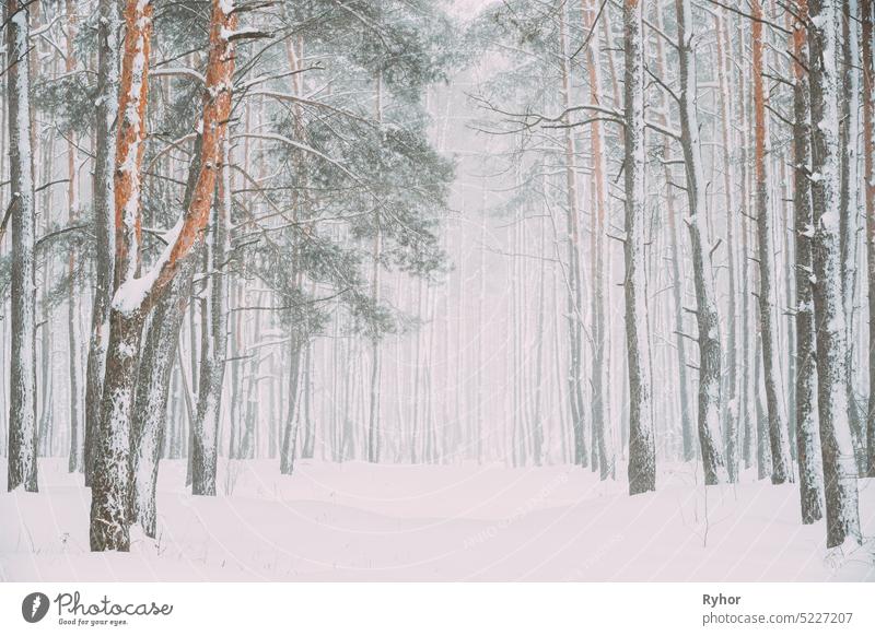 Beautiful Snowy White Forest Road In Winter Frosty Day. Snowing In Winter Frost Wälder. Verschneites Wetter. Winter verschneiten Nadelwald. Blizzard in windigen Tag