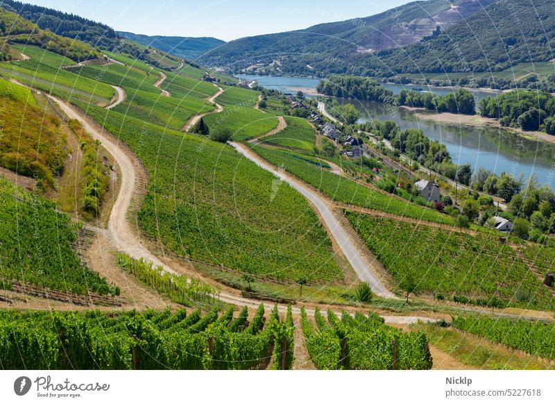 Blick über Weinberge am Rhein im Rheingau von Lorch aus Richtung Assmannshausen und Burg Sooneck (Rheinsteig) Rheintal Weinbau wandern Weinstock Fluss Hunsrück