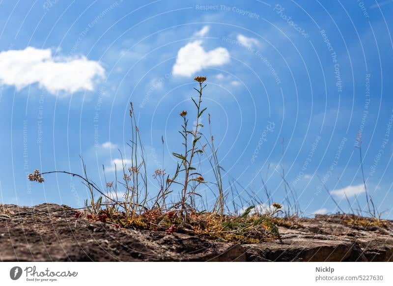 Mauerblümchen - Kraut oder Unkraut und Blumen auf einer Mauer aus Granitsteinen vor einem strahlend blauen Himmel mit vereinzelten weißen Wolken mauerblümchen