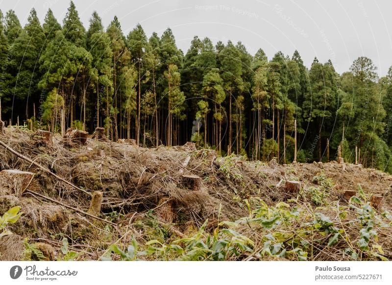 Abholzungslandschaft Entwaldung entwalden Umwelt Holz Natur Landschaft Industrie im Freien Wald Baum Forstwirtschaft Ressource Ökologie geschnitten grün