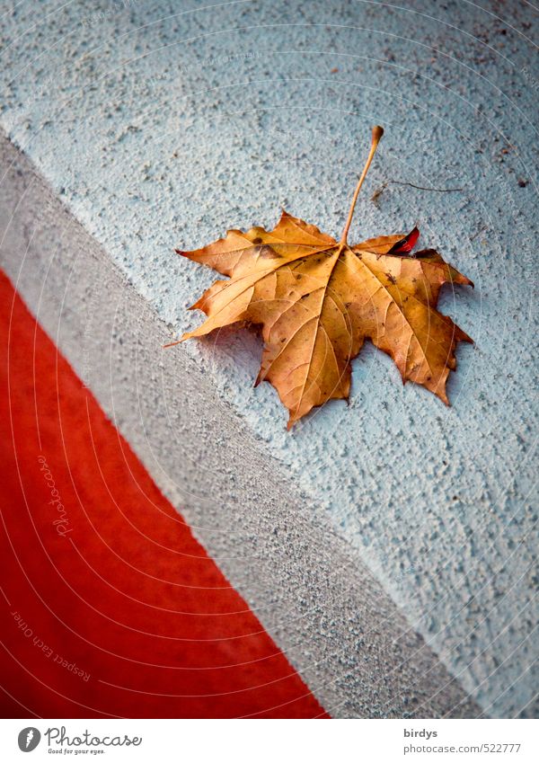 Kanada ? Herbst Blatt Ahornblatt Herbstlaub Mauer Wand Fensterbrett ästhetisch Originalität schön blau braun rot ruhig Natur Wandel & Veränderung 1 Am Rand