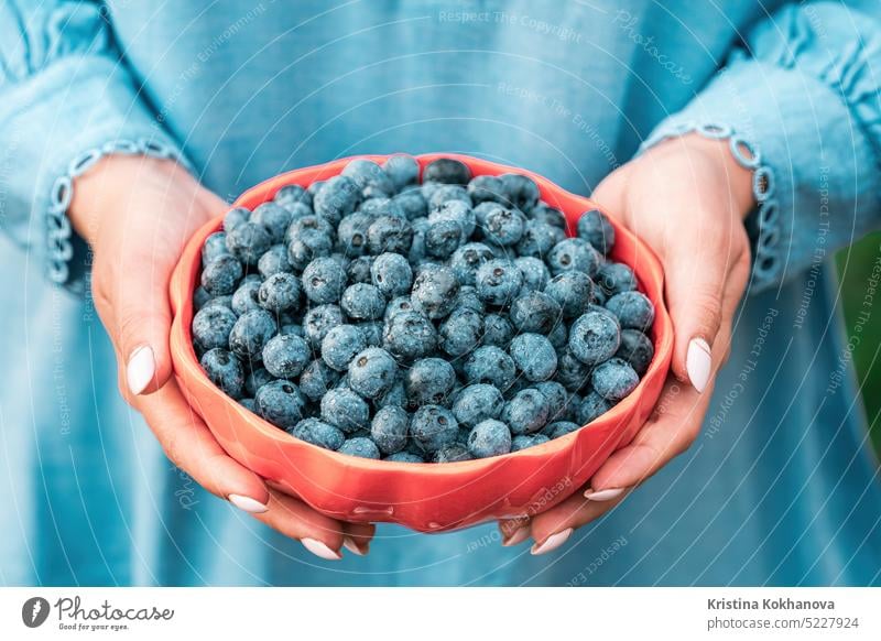 Frau hält Blaubeeren auf Gartenhintergrund. Reiche Brombeerernte. Hintergrund Beeren Heidelbeeren Biografie schwarz Brombeeren blau Nahaufnahme sammelnd Farbe