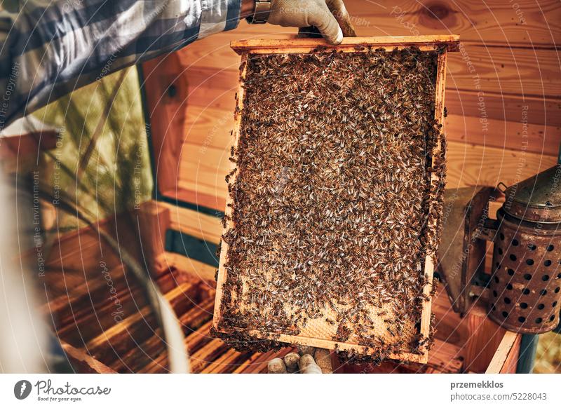 Imker bei der Arbeit im Bienenstock. Entnahme der Honigwaben aus dem Bienenstock mit Bienen auf den Waben. Erntezeit im Bienenstock Liebling Bienenkorb