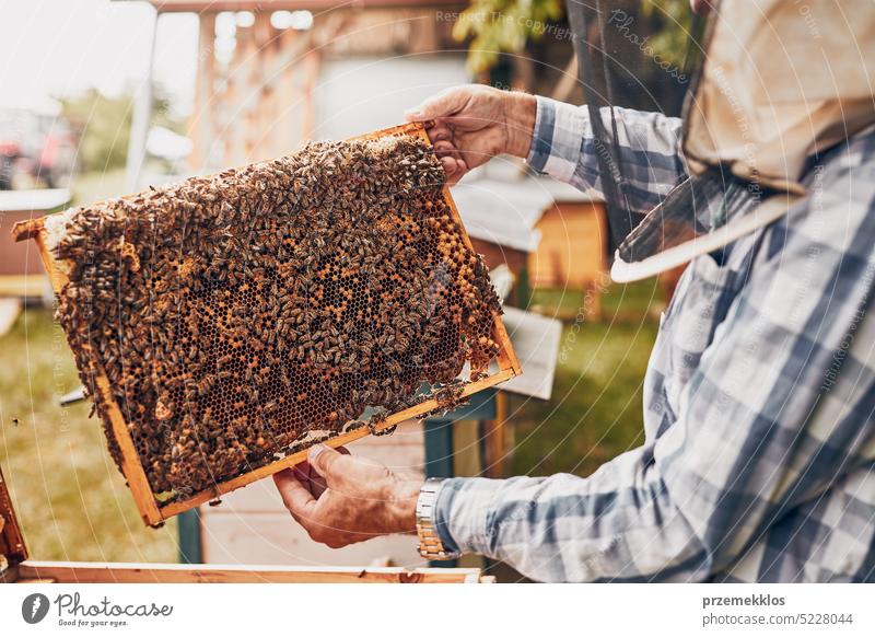 Imker bei der Arbeit im Bienenstock. Entnahme der Honigwaben aus dem Bienenstock mit Bienen auf den Waben. Erntezeit im Bienenstock Liebling Bienenkorb