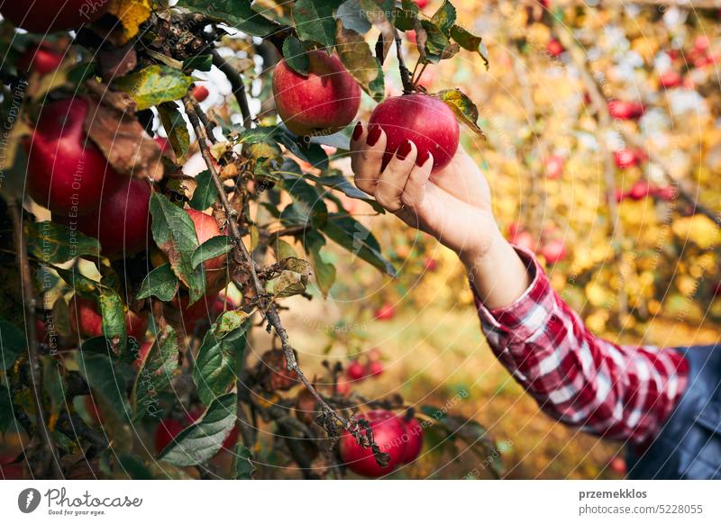 Frau pflückt reife Äpfel auf dem Bauernhof. Landwirt packt Äpfel vom Baum im Obstgarten. Frische gesunde Früchte bereit, auf Herbst-Saison zu pflücken. Erntezeit auf dem Lande