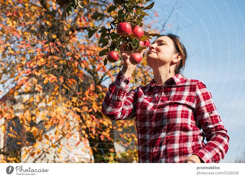 Frau pflückt reife Äpfel auf dem Bauernhof. Landwirt packt Äpfel vom Baum im Obstgarten. Frische gesunde Früchte bereit, auf Herbst-Saison zu pflücken. Erntezeit auf dem Lande