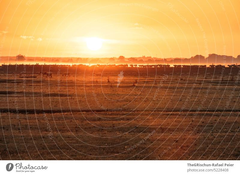 Schafherde als Silhouette im Sonnenaufgang Weide Gegenlicht Kontrast tierherde tiere Nutztier Wiese Natur Herde Gras Außenaufnahme Tier Tiergruppe Landschaft