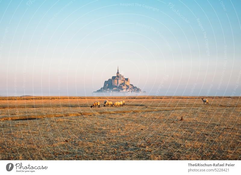 Wiese mit Schafe und Mont Saint Michel im Hintergrund Weide Blauer Himmel Schafherde Gras Landschaft Nutztier Natur Tiergruppe Herde mont saint michel