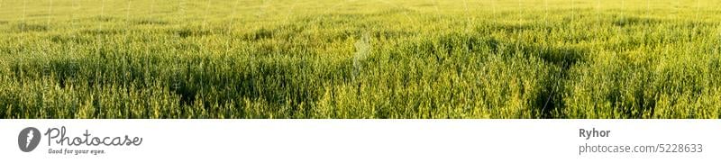 Haferfeld Hintergrund. Panorama, Panoramablick Ackerbau schön Müsli Farbe Textfreiraum Landschaft Ernte kultiviert Bauernhof Feld Flora Lebensmittel Grün