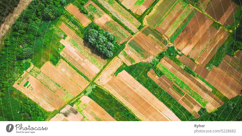 Luftaufnahme eines Gemüsegartens. Kartoffelplantage am Sommertag. Dorf Garten Betten organisch Park flache Ansicht Stadt landwirtschaftlich ländlich Struktur